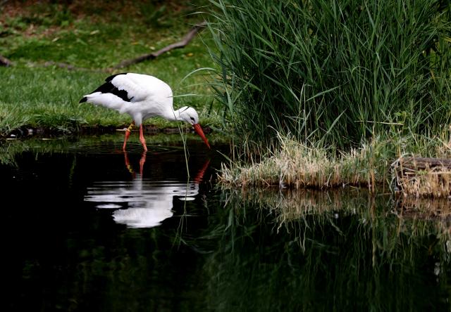 (250702) -- LONDON, July 2, 2025 (Xinhua) -- This photo taken on June 20, 2025 shows a white stork at London Wetland Centre in London, Britain. As an important part of the world's ecosystem, wetland plays a huge role in many aspects including ecology, environment, economy and society. 
  Known as an extra lung for Londoners, the London Wetland Centre is an urban ecological paradise transformed from industrial wasteland on the banks of the River Thames.
  The site was formerly four reservoirs operated by the Thames Water Company, which supplied drinking water to the southwest of London. The London Wetland Centre began construction in 1995 and was completed and opened to the public in 2000. 
  Visitors to the centre can observe numerous endangered bird species, with over 200 species observed and recorded in the area, embodying a harmonious balance between urban life and nature. 
  The unique geographical environment of Xizang nurtures distinct biological communities, housing many rare species. In efforts to protect the plateau's wildlife, Xizang has established a system of natural reserves centered around national parks. 
  The black-necked crane, a species under first-class state protection in China, is the only crane that breeds and lives in high-altitude regions worldwide. The black-necked crane not only symbolizes auspiciousness and beauty but also serves as a vital link in the ecological chain, reflecting the condition of high-altitude wetlands through their survival and migration patterns. 
  In recent years, the Xizang Autonomous Region has implemented various ecological construction projects, resulting in a yearly increase in the population of black-necked cranes, which now exceeds ten thousand individuals. 
  Whether on China's plateau or in the urban landscapes of Britain, the harmonious coexistence between humans and nature remains a shared aspiration. (Xinhua/Li Ying)