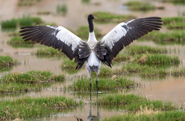 (250702) -- LHASA, July 2, 2025 (Xinhua) -- A black-necked crane is seen at a wetland in Xainza County of Nagqu City, southwest China's Xizang Autonomous Region, June 4, 2025. As an important part of the world's ecosystem, wetland plays a huge role in many aspects including ecology, environment, economy and society. 
  Known as an extra lung for Londoners, the London Wetland Centre is an urban ecological paradise transformed from industrial wasteland on the banks of the River Thames.
  The site was formerly four reservoirs operated by the Thames Water Company, which supplied drinking water to the southwest of London. The London Wetland Centre began construction in 1995 and was completed and opened to the public in 2000. 
  Visitors to the centre can observe numerous endangered bird species, with over 200 species observed and recorded in the area, embodying a harmonious balance between urban life and nature. 
  The unique geographical environment of Xizang nurtures distinct biological communities, housing many rare species. In efforts to protect the plateau's wildlife, Xizang has established a system of natural reserves centered around national parks. 
  The black-necked crane, a species under first-class state protection in China, is the only crane that breeds and lives in high-altitude regions worldwide. The black-necked crane not only symbolizes auspiciousness and beauty but also serves as a vital link in the ecological chain, reflecting the condition of high-altitude wetlands through their survival and migration patterns. 
  In recent years, the Xizang Autonomous Region has implemented various ecological construction projects, resulting in a yearly increase in the population of black-necked cranes, which now exceeds ten thousand individuals. 
  Whether on China's plateau or in the urban landscapes of Britain, the harmonious coexistence between humans and nature remains a shared aspiration. (Xinhua/Tenzing Nima Qadhup)