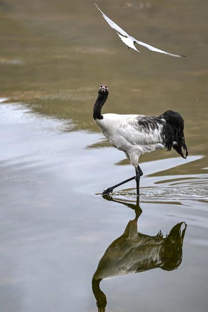 (250702) -- LHASA, July 2, 2025 (Xinhua) -- A black-necked crane tries to keep a fishing gull away from its nest in Xainza County of Nagqu City, southwest China's Xizang Autonomous Region, June 4, 2025. As an important part of the world's ecosystem, wetland plays a huge role in many aspects including ecology, environment, economy and society. 
  Known as an extra lung for Londoners, the London Wetland Centre is an urban ecological paradise transformed from industrial wasteland on the banks of the River Thames.
  The site was formerly four reservoirs operated by the Thames Water Company, which supplied drinking water to the southwest of London. The London Wetland Centre began construction in 1995 and was completed and opened to the public in 2000. 
  Visitors to the centre can observe numerous endangered bird species, with over 200 species observed and recorded in the area, embodying a harmonious balance between urban life and nature. 
  The unique geographical environment of Xizang nurtures distinct biological communities, housing many rare species. In efforts to protect the plateau's wildlife, Xizang has established a system of natural reserves centered around national parks. 
  The black-necked crane, a species under first-class state protection in China, is the only crane that breeds and lives in high-altitude regions worldwide. The black-necked crane not only symbolizes auspiciousness and beauty but also serves as a vital link in the ecological chain, reflecting the condition of high-altitude wetlands through their survival and migration patterns. 
  In recent years, the Xizang Autonomous Region has implemented various ecological construction projects, resulting in a yearly increase in the population of black-necked cranes, which now exceeds ten thousand individuals. 
  Whether on China's plateau or in the urban landscapes of Britain, the harmonious coexistence between humans and nature remains a shared aspiration. (Xinhua/Sun Ruibo)