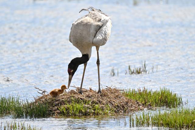(250702) -- LHASA, July 2, 2025 (Xinhua) -- A black-necked crane takes care of its baby at a wetland in Xainza County of Nagqu City, southwest China's Xizang Autonomous Region, June 5, 2025. As an important part of the world's ecosystem, wetland plays a huge role in many aspects including ecology, environment, economy and society. 
  Known as an extra lung for Londoners, the London Wetland Centre is an urban ecological paradise transformed from industrial wasteland on the banks of the River Thames.
  The site was formerly four reservoirs operated by the Thames Water Company, which supplied drinking water to the southwest of London. The London Wetland Centre began construction in 1995 and was completed and opened to the public in 2000. 
  Visitors to the centre can observe numerous endangered bird species, with over 200 species observed and recorded in the area, embodying a harmonious balance between urban life and nature. 
  The unique geographical environment of Xizang nurtures distinct biological communities, housing many rare species. In efforts to protect the plateau's wildlife, Xizang has established a system of natural reserves centered around national parks. 
  The black-necked crane, a species under first-class state protection in China, is the only crane that breeds and lives in high-altitude regions worldwide. The black-necked crane not only symbolizes auspiciousness and beauty but also serves as a vital link in the ecological chain, reflecting the condition of high-altitude wetlands through their survival and migration patterns. 
  In recent years, the Xizang Autonomous Region has implemented various ecological construction projects, resulting in a yearly increase in the population of black-necked cranes, which now exceeds ten thousand individuals. 
  Whether on China's plateau or in the urban landscapes of Britain, the harmonious coexistence between humans and nature remains a shared aspiration. (Xinhua/Sun Ruibo)