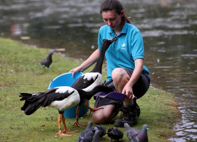 (250702) -- LONDON, July 2, 2025 (Xinhua) -- A staff member feeds magpie geese at London Wetland Centre in London, Britain, June 20, 2025. As an important part of the world's ecosystem, wetland plays a huge role in many aspects including ecology, environment, economy and society. 
  Known as an extra lung for Londoners, the London Wetland Centre is an urban ecological paradise transformed from industrial wasteland on the banks of the River Thames.
  The site was formerly four reservoirs operated by the Thames Water Company, which supplied drinking water to the southwest of London. The London Wetland Centre began construction in 1995 and was completed and opened to the public in 2000. 
  Visitors to the centre can observe numerous endangered bird species, with over 200 species observed and recorded in the area, embodying a harmonious balance between urban life and nature. 
  The unique geographical environment of Xizang nurtures distinct biological communities, housing many rare species. In efforts to protect the plateau's wildlife, Xizang has established a system of natural reserves centered around national parks. 
  The black-necked crane, a species under first-class state protection in China, is the only crane that breeds and lives in high-altitude regions worldwide. The black-necked crane not only symbolizes auspiciousness and beauty but also serves as a vital link in the ecological chain, reflecting the condition of high-altitude wetlands through their survival and migration patterns. 
  In recent years, the Xizang Autonomous Region has implemented various ecological construction projects, resulting in a yearly increase in the population of black-necked cranes, which now exceeds ten thousand individuals. 
  Whether on China's plateau or in the urban landscapes of Britain, the harmonious coexistence between humans and nature remains a shared aspiration. (Xinhua/Li Ying)