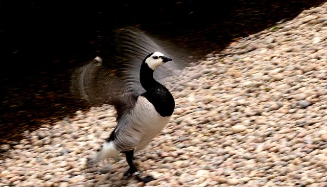 (250702) -- LONDON, July 2, 2025 (Xinhua) -- A barnacle goose shakes wings at London Wetland Centre in London, Britain, June 20, 2025. As an important part of the world's ecosystem, wetland plays a huge role in many aspects including ecology, environment, economy and society. 
  Known as an extra lung for Londoners, the London Wetland Centre is an urban ecological paradise transformed from industrial wasteland on the banks of the River Thames.
  The site was formerly four reservoirs operated by the Thames Water Company, which supplied drinking water to the southwest of London. The London Wetland Centre began construction in 1995 and was completed and opened to the public in 2000. 
  Visitors to the centre can observe numerous endangered bird species, with over 200 species observed and recorded in the area, embodying a harmonious balance between urban life and nature. 
  The unique geographical environment of Xizang nurtures distinct biological communities, housing many rare species. In efforts to protect the plateau's wildlife, Xizang has established a system of natural reserves centered around national parks. 
  The black-necked crane, a species under first-class state protection in China, is the only crane that breeds and lives in high-altitude regions worldwide. The black-necked crane not only symbolizes auspiciousness and beauty but also serves as a vital link in the ecological chain, reflecting the condition of high-altitude wetlands through their survival and migration patterns. 
  In recent years, the Xizang Autonomous Region has implemented various ecological construction projects, resulting in a yearly increase in the population of black-necked cranes, which now exceeds ten thousand individuals. 
  Whether on China's plateau or in the urban landscapes of Britain, the harmonious coexistence between humans and nature remains a shared aspiration. (Xinhua/Li Ying)
