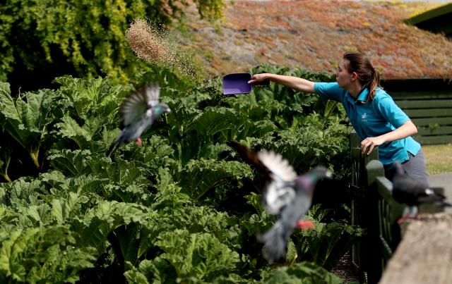 (250702) -- LONDON, July 2, 2025 (Xinhua) -- A staff member feeds birds at London Wetland Centre in London, Britain, June 20, 2025. As an important part of the world's ecosystem, wetland plays a huge role in many aspects including ecology, environment, economy and society. 
  Known as an extra lung for Londoners, the London Wetland Centre is an urban ecological paradise transformed from industrial wasteland on the banks of the River Thames.
  The site was formerly four reservoirs operated by the Thames Water Company, which supplied drinking water to the southwest of London. The London Wetland Centre began construction in 1995 and was completed and opened to the public in 2000. 
  Visitors to the centre can observe numerous endangered bird species, with over 200 species observed and recorded in the area, embodying a harmonious balance between urban life and nature. 
  The unique geographical environment of Xizang nurtures distinct biological communities, housing many rare species. In efforts to protect the plateau's wildlife, Xizang has established a system of natural reserves centered around national parks. 
  The black-necked crane, a species under first-class state protection in China, is the only crane that breeds and lives in high-altitude regions worldwide. The black-necked crane not only symbolizes auspiciousness and beauty but also serves as a vital link in the ecological chain, reflecting the condition of high-altitude wetlands through their survival and migration patterns. 
  In recent years, the Xizang Autonomous Region has implemented various ecological construction projects, resulting in a yearly increase in the population of black-necked cranes, which now exceeds ten thousand individuals. 
  Whether on China's plateau or in the urban landscapes of Britain, the harmonious coexistence between humans and nature remains a shared aspiration. (Xinhua/Li Ying)