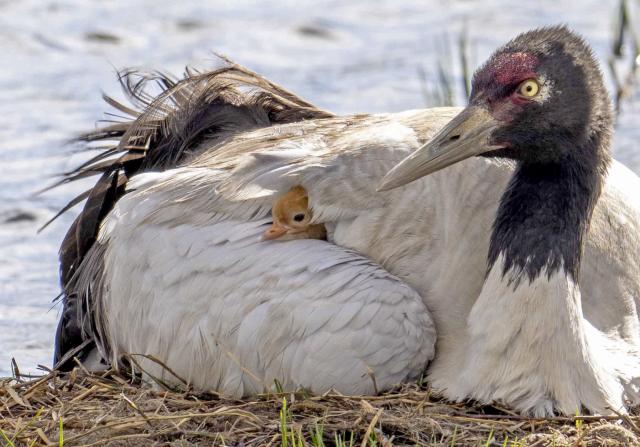 (250702) -- LHASA, July 2, 2025 (Xinhua) -- A black-necked crane takes care of its baby at a wetland in Xainza County of Nagqu City, southwest China's Xizang Autonomous Region, June 5, 2025. As an important part of the world's ecosystem, wetland plays a huge role in many aspects including ecology, environment, economy and society. 
  Known as an extra lung for Londoners, the London Wetland Centre is an urban ecological paradise transformed from industrial wasteland on the banks of the River Thames.
  The site was formerly four reservoirs operated by the Thames Water Company, which supplied drinking water to the southwest of London. The London Wetland Centre began construction in 1995 and was completed and opened to the public in 2000. 
  Visitors to the centre can observe numerous endangered bird species, with over 200 species observed and recorded in the area, embodying a harmonious balance between urban life and nature. 
  The unique geographical environment of Xizang nurtures distinct biological communities, housing many rare species. In efforts to protect the plateau's wildlife, Xizang has established a system of natural reserves centered around national parks. 
  The black-necked crane, a species under first-class state protection in China, is the only crane that breeds and lives in high-altitude regions worldwide. The black-necked crane not only symbolizes auspiciousness and beauty but also serves as a vital link in the ecological chain, reflecting the condition of high-altitude wetlands through their survival and migration patterns. 
  In recent years, the Xizang Autonomous Region has implemented various ecological construction projects, resulting in a yearly increase in the population of black-necked cranes, which now exceeds ten thousand individuals. 
  Whether on China's plateau or in the urban landscapes of Britain, the harmonious coexistence between humans and nature remains a shared aspiration. (Xinhua/Tenzing Nima Qadhup)