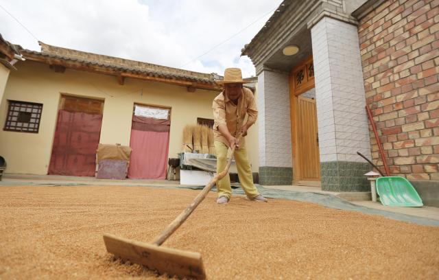 (250703) -- TONGWEI, July 3, 2025 (Xinhua) -- Liu Mancang dries wheat at home in Changjiahe Town of Tongwei County, northwest China's Gansu Province, July 1, 2025. After harvesting his own wheat, Liu Mancang, an inheritor of the national intangible cultural heritage project Tongwei Shadow Puppetry, began traveling through the village to perform shadow play for his fellow villagers in Changjiahe Town, Tongwei County, making the most of his leisure time during the farming off season.
   Tongwei Shadow Puppetry is widely spread across Dingxi, Tianshui and Longnan in Gansu Province. It is a folk drama in which animal skins or cardboard are made into silhouettes to perform stories. 
   Liu, now 60, began to learn shadow puppetry from his grandfather at the age of 12. After decades of study, he has mastered the skills of shadow puppetry proficiently and collected and sorted out over a hundred shadow puppetry scripts. In 2018, he was recognized as an inheritor of Tongwei Shadow Puppetry.
   Liu has visited and studied in provinces like Shaanxi, Henan and Guangdong. While improving his own skills, he also promoted Tongwei Shadow Puppetry through voluntary performances in schools, hoping that this ancient folk art would shine with new luster. (Photo by Wang Kexian/Xinhua)
