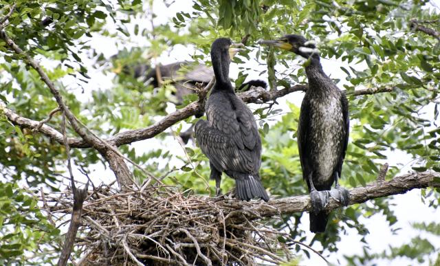 (250703) -- BEIJING, July 3, 2025 (Xinhua) -- Cormorants perch on the branch at Miyu Reservoir in Beijing, capital of China, July 2, 2025. The bird island in Miyun Reservoir is home to over a dozen bird species and sees nearly 2,000 chicks hatched annually, serving as a key breeding site for birds in northern China. (Xinhua/Li Xin)