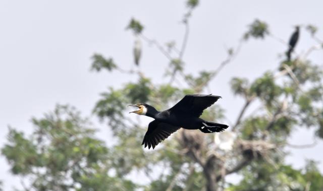 (250703) -- BEIJING, July 3, 2025 (Xinhua) -- A cormorant flies over the Miyun Reservoir in Beijing, capital of China, July 2, 2025. The bird island in Miyun Reservoir is home to over a dozen bird species and sees nearly 2,000 chicks hatched annually, serving as a key breeding site for birds in northern China. (Xinhua/Li Xin)