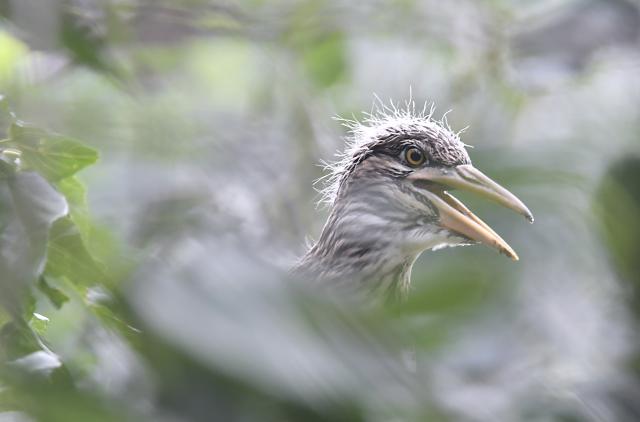 (250703) -- BEIJING, July 3, 2025 (Xinhua) -- A chick rests atop the treetop at Miyu Reservoir in Beijing, capital of China, July 2, 2025. The bird island in Miyun Reservoir is home to over a dozen bird species and sees nearly 2,000 chicks hatched annually, serving as a key breeding site for birds in northern China. (Xinhua/Li Xin)