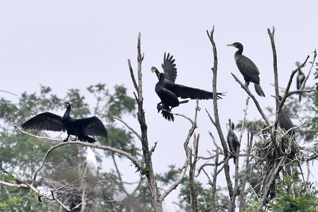 (250703) -- BEIJING, July 3, 2025 (Xinhua) -- Cormorants are pictured at Miyu Reservoir in Beijing, capital of China, July 2, 2025. The bird island in Miyun Reservoir is home to over a dozen bird species and sees nearly 2,000 chicks hatched annually, serving as a key breeding site for birds in northern China. (Xinhua/Li Xin)