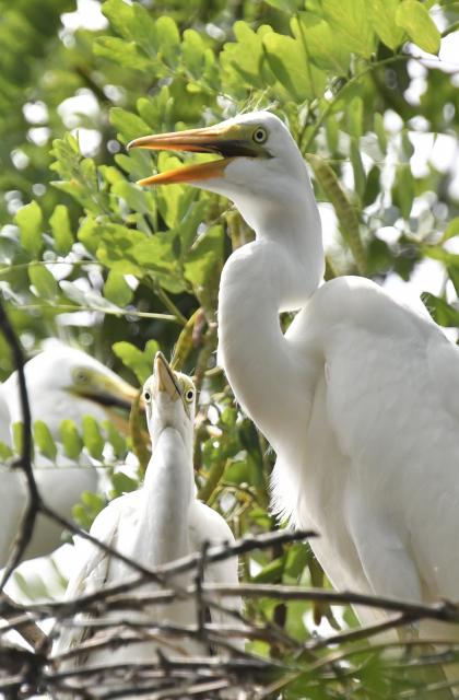 (250703) -- BEIJING, July 3, 2025 (Xinhua) -- Egrets rest atop the treetop at Miyu Reservoir in Beijing, capital of China, July 2, 2025. The bird island in Miyun Reservoir is home to over a dozen bird species and sees nearly 2,000 chicks hatched annually, serving as a key breeding site for birds in northern China. (Xinhua/Li Xin)