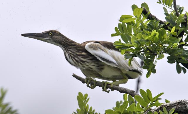 (250703) -- BEIJING, July 3, 2025 (Xinhua) -- A Chinese pond heron rests atop the treetop at Miyu Reservoir in Beijing, capital of China, July 2, 2025. The bird island in Miyun Reservoir is home to over a dozen bird species and sees nearly 2,000 chicks hatched annually, serving as a key breeding site for birds in northern China. (Xinhua/Li Xin)
