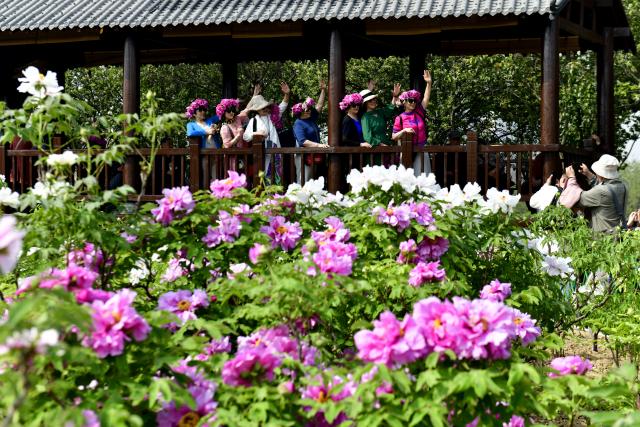 (250703) -- HEZE, July 3, 2025 (Xinhua) -- Visitors pose for photos at a peony garden in Heze City, east China's Shandong Province, April 8, 2025. The Yellow River, which flows through Heze, not only shapes the hallmark of the city in central China, but also nurtures the peonies with beauty and fragrance, creating a flower city with water charm.
  As the "peony capital of China", the peony planting in Heze can be traced back to the Sui and Tang dynasties (581-907). At present, the city has bred 1,308 varieties of peonies. (Xinhua/Guo Xulei)