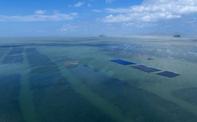 (250704) -- FUZHOU, July 4, 2025 (Xinhua) -- An aerial drone photo taken on July 3, 2025 shows a panoramic view of a national-level marine ranch in Lianjiang County of Fuzhou, southeast China's Fujian Province. Leveraging its unique marine resources, distinctive fisheries industry, and regional economic advantages, Lianjiang County has in recent years been promoting the upgrade and intelligent transformation of deep-sea and far-sea mariculture platforms, and developing the farming of aquatic products such as kelp, large yellow croaker, and abalone.
   So far, a total of 11 deep-sea and far-sea mariculture platforms have been deployed in the sea area off Lianjiang. The annual output of aquatic products is expected to reach around 2,000 tonnes, with an annual output value of more than 200 million yuan (about 27.92 million U.S. dollars). (Xinhua/Wei Peiquan)