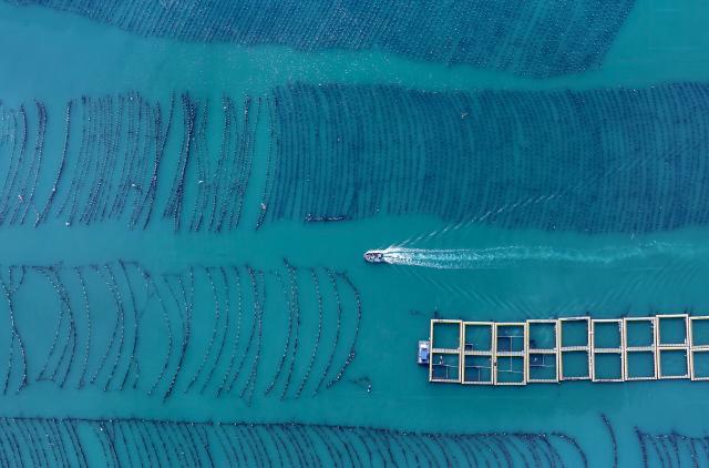 (250704) -- FUZHOU, July 4, 2025 (Xinhua) -- An aerial drone photo taken on July 3, 2025 shows a fishing vessel in a marine ranch in Lianjiang County of Fuzhou, southeast China's Fujian Province. Leveraging its unique marine resources, distinctive fisheries industry, and regional economic advantages, Lianjiang County has in recent years been promoting the upgrade and intelligent transformation of deep-sea and far-sea mariculture platforms, and developing the farming of aquatic products such as kelp, large yellow croaker, and abalone.
   So far, a total of 11 deep-sea and far-sea mariculture platforms have been deployed in the sea area off Lianjiang. The annual output of aquatic products is expected to reach around 2,000 tonnes, with an annual output value of more than 200 million yuan (about 27.92 million U.S. dollars). (Xinhua/Wei Peiquan)