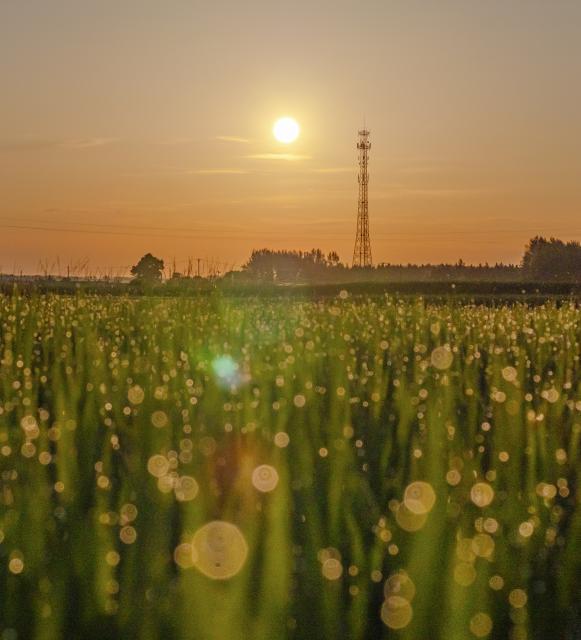 (250704) -- BEIJING, July 4, 2025 (Xinhua) -- This photo taken on July 4, 2025 shows the rising sun in Jiamusi City, northeast China's Heilongjiang Province. The Earth passed the aphelion on July 4, which is the time of year when the Earth is farthest from the sun, and the apparent diameter of the sun is the smallest in the year. (Photo by Zhu Zongqiang/Xinhua)