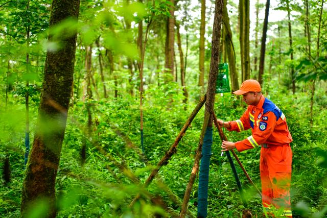 (250704) -- GUIYANG, July 4, 2025 (Xinhua) -- A forest ranger checks the nutrient bag of a tree at the Changpoling Forest Farm in Guiyang, southwest China's Guizhou Province, July 1, 2025.
  The forest farm, established in 1914, covers over 800 hectares. For over a century, forest rangers at the farm have dedicated themselves to planting trees and guarding the woodland. 
  It is a national-level forest park in Guiyang and serves as a key part of a green belt circling the city. (Xinhua/Yang Wenbin)