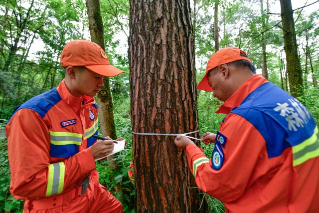 (250704) -- GUIYANG, July 4, 2025 (Xinhua) -- Forest rangers measure the diameter of a tree at the Changpoling Forest Farm in Guiyang, southwest China's Guizhou Province, July 1, 2025.
  The forest farm, established in 1914, covers over 800 hectares. For over a century, forest rangers at the farm have dedicated themselves to planting trees and guarding the woodland. 
  It is a national-level forest park in Guiyang and serves as a key part of a green belt circling the city. (Xinhua/Yang Wenbin)