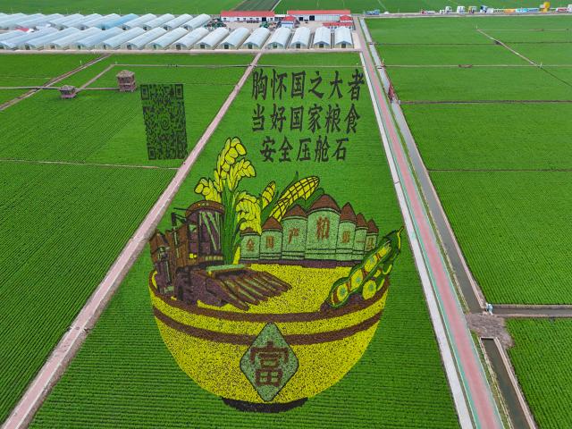 (250705) -- FUJIN, July 5, 2025 (Xinhua) -- An aerial drone photo taken on July 3, 2025 shows a paddy field park in Fujin City, northeast China's Heilongjiang Province. At present, in the rice producing areas of Heilongjiang Province, various magnificent rice field pictures "drawn" by different varieties of rice are unfolding on the vast black soil. (Photo by Qu Yubao/Xinhua)