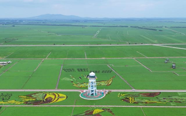 (250705) -- FUJIN, July 5, 2025 (Xinhua) -- An aerial drone photo taken on July 3, 2025 shows a paddy field park in Fujin City, northeast China's Heilongjiang Province. At present, in the rice producing areas of Heilongjiang Province, various magnificent rice field pictures "drawn" by different varieties of rice are unfolding on the vast black soil. (Photo by Qu Yubao/Xinhua)