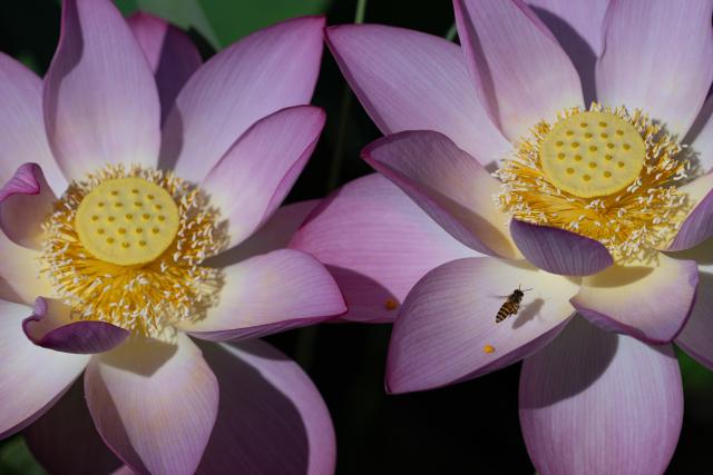 (250706) -- MACAO, July 6, 2025 (Xinhua) -- This photo taken on July 6, 2025 shows lotus flowers at the Taipa Houses Museum in Macao, south China. The 25th Macao Lotus Flower Festival is held here from July 6 to 20. (Xinhua/Cheong Kam Ka)
