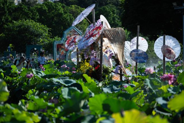 (250706) -- MACAO, July 6, 2025 (Xinhua) -- A visitor takes photos of lotus flowers at the Taipa Houses Museum in Macao, south China, July 6, 2025. The 25th Macao Lotus Flower Festival is held here from July 6 to 20. (Xinhua/Cheong Kam Ka)