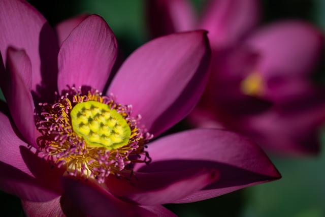 (250706) -- MACAO, July 6, 2025 (Xinhua) -- This photo taken on July 6, 2025 shows lotus flowers at the Taipa Houses Museum in Macao, south China. The 25th Macao Lotus Flower Festival is held here from July 6 to 20. (Xinhua/Cheong Kam Ka)