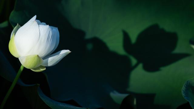 (250706) -- MACAO, July 6, 2025 (Xinhua) -- This photo taken on July 6, 2025 shows a lotus flower at the Taipa Houses Museum in Macao, south China. The 25th Macao Lotus Flower Festival is held here from July 6 to 20. (Xinhua/Cheong Kam Ka)