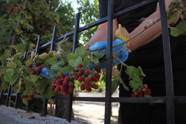 (250706) -- HASBAYA, July 6, 2025 (Xinhua) -- A farmer harvests berries in Hasbaya, Lebanon, on July 5, 2025. (Photo by Taher Abu Hamdan/Xinhua)