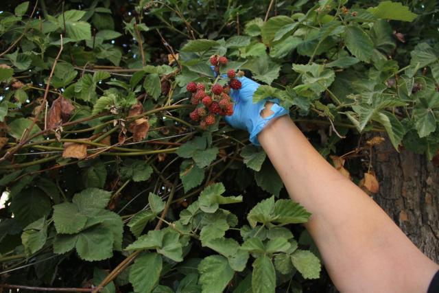 (250706) -- HASBAYA, July 6, 2025 (Xinhua) -- A farmer harvests berries in Hasbaya, Lebanon, on July 5, 2025. (Photo by Taher Abu Hamdan/Xinhua)
