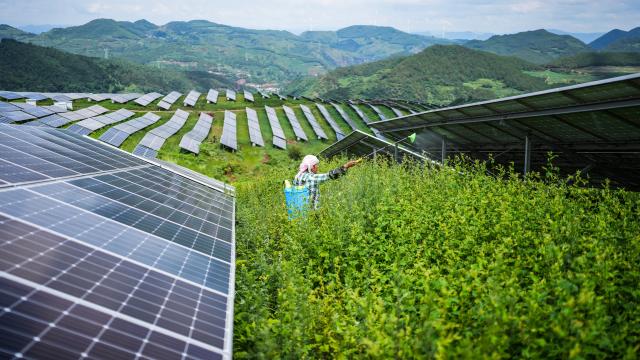 (250706) -- GUIYANG, July 6, 2025 (Xinhua) -- A farmer works amid photovoltaic panels at a solar power station in the Yi-Hui-Miao Autonomous County of Weining, southwest China's Guizhou Province, July 3, 2025. In recent years, Guizhou has made significant progress in ecological construction, striving to transform ecological advantages into developmental strengths. 
  While actively developing green energy sources such as wind and solar power, Guizhou makes full use of the land beneath photovoltaic panels to cultivate crops, and meanwhile encourages farmers to engage in agricultural planting by leveraging diverse terrain and varied climate, an effort to enhance farmers' income.
  Currently, Guizhou's forest coverage rate stands at 63.3 percent, and its green economy accounts for 48 percent of the province's overall economic composition. (Xinhua/Tao Liang)