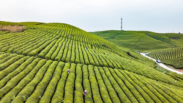 (250706) -- GUIYANG, July 6, 2025 (Xinhua) -- An aerial drone photo taken on April 4, 2025 shows farmers picking tea leaves at a farm in Xixiu District of Anshun, southwest China's Guizhou Province. In recent years, Guizhou has made significant progress in ecological construction, striving to transform ecological advantages into developmental strengths. 
  While actively developing green energy sources such as wind and solar power, Guizhou makes full use of the land beneath photovoltaic panels to cultivate crops, and meanwhile encourages farmers to engage in agricultural planting by leveraging diverse terrain and varied climate, an effort to enhance farmers' income.
  Currently, Guizhou's forest coverage rate stands at 63.3 percent, and its green economy accounts for 48 percent of the province's overall economic composition. (Xinhua/Tao Liang)