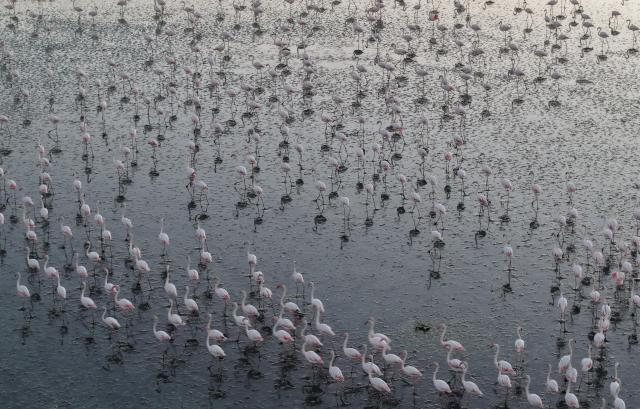 (250707) -- ANKARA, July 7, 2025 (Xinhua) -- Flamingos are seen at Lake Tuz in Ankara, Türkiye, on July 6, 2025. Around 2,000 flamingo chicks have died at Lake Tuz, Türkiye's second-largest lake, during this year's breeding season, triggering alarm over escalating water scarcity and environmental concerns in central Anatolia. (Mustafa Kaya/Handout via Xinhua) TO GO WITH Feature: Flamingo chicks fall victim to drought, water misuse in Turkish lake