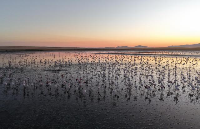 (250707) -- ANKARA, July 7, 2025 (Xinhua) -- Flamingos are seen at Lake Tuz in Ankara, Türkiye, on July 6, 2025. Around 2,000 flamingo chicks have died at Lake Tuz, Türkiye's second-largest lake, during this year's breeding season, triggering alarm over escalating water scarcity and environmental concerns in central Anatolia. (Mustafa Kaya/Handout via Xinhua) TO GO WITH Feature: Flamingo chicks fall victim to drought, water misuse in Turkish lake