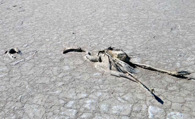 (250707) -- ANKARA, July 7, 2025 (Xinhua) -- A dead flamingo is seen at Lake Tuz in Ankara, Türkiye, on July 6, 2025. Around 2,000 flamingo chicks have died at Lake Tuz, Türkiye's second-largest lake, during this year's breeding season, triggering alarm over escalating water scarcity and environmental concerns in central Anatolia. (Mustafa Kaya/Handout via Xinhua) TO GO WITH Feature: Flamingo chicks fall victim to drought, water misuse in Turkish lake