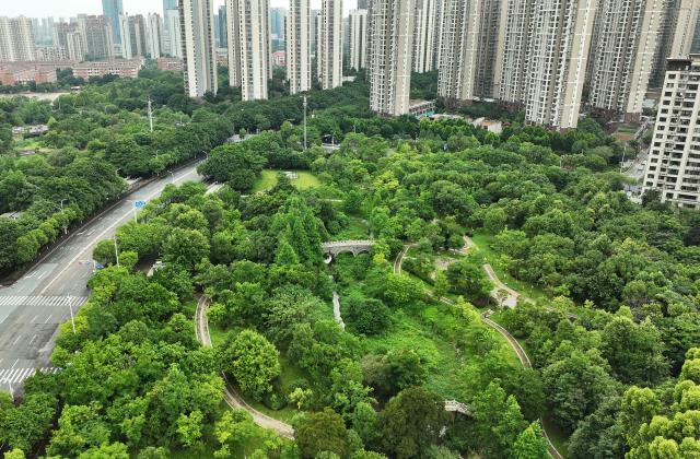 (250709) -- GANZHOU, July 9, 2025 (Xinhua) -- An aerial drone photo taken on June 18, 2025 shows the Jianchun wetland park in Zhanggong District of Ganzhou, east China's Jiangxi Province.
  Ganzhou, a thousand-year-old city stands in the arms of water, with Zhangjiang, Gongjiang and Ganjiang rivers interweaving to form the urban framework of "three rivers and six banks." The three rivers brought nourish source to the ancient city, while also caused it suffered from floods for centuries. 
  A drainage system with open ditches, culverts and ponds was built, utilizing the terrain of the city, which is high in the southwest and low in the northeast, during the Northern Song Dynasty (960-1127), and the underground drainage network was named Fushougou Ditch because the direction of the drainage ditch resembles the ancient seal script characters for "Fu" and "Shou."
  The wisdom of Fushougou Ditch has been integrated into the development of modern Ganzhou. A plot located in the core area of the city has been transformed into the city's central park, becoming a huge "sponge" for regulating urban hydrology. (Xinhua/Wan Xiang)