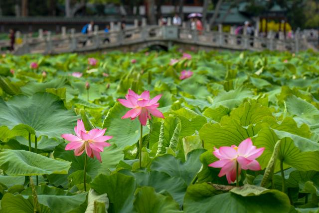(250709) -- KUNMING, July 9, 2025 (Xinhua) -- This photo taken on July 9, 2025 shows lotus flowers at Daguan Park in Kunming, southwest China's Yunnan Province. (Xinhua/Peng Yikai)