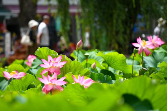 (250709) -- KUNMING, July 9, 2025 (Xinhua) -- This photo taken on July 9, 2025 shows lotus flowers at Daguan Park in Kunming, southwest China's Yunnan Province. (Xinhua/Peng Yikai)
