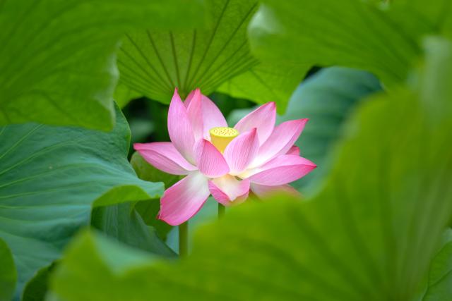 (250709) -- KUNMING, July 9, 2025 (Xinhua) -- This photo taken on July 9, 2025 shows a lotus flower at Daguan Park in Kunming, southwest China's Yunnan Province. (Xinhua/Peng Yikai)