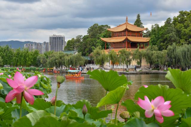 (250709) -- KUNMING, July 9, 2025 (Xinhua) -- This photo taken on July 9, 2025 shows lotus flowers at Daguan Park in Kunming, southwest China's Yunnan Province. (Xinhua/Peng Yikai)