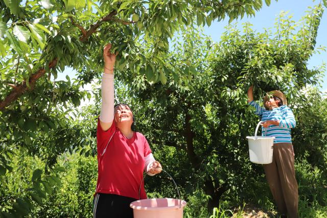 (250711) -- CHONGQING, July 11, 2025 (Xinhua) -- Villagers pick plums at an orchard in Wushan County in southwest China's Chongqing Municipality, July 5, 2025. TO GO WITH "Across China: Tech-driven logistics boosts plum delivery in remote SW China county" (Xinhua)