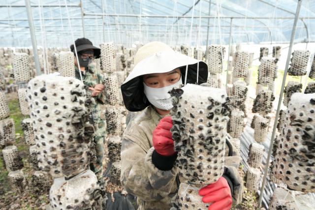 (250711) -- HULUN BUIR, July 11, 2025 (Xinhua) -- Staff members pick black fungus at a forest farm in Yakeshi of Hulun Buir, north China's Inner Mongolia Autonomous Region, July 10, 2025. In recent years, Yakeshi has leveraged its abundant forest resources to integrate forestry development with tourism, promoting "under-forest" economy to attract tourists. (Xinhua/Ma Jinrui)