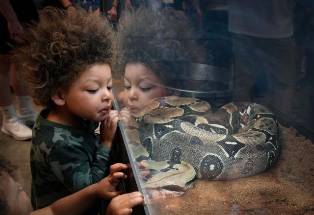 (250712) -- ABBOTSFORD, July 12, 2025 (Xinhua) -- A child takes a closer look at a boa constrictor during the Wildlife Festival in Abbotsford, British Columbia, Canada, July 11, 2025. The three-day event kicked off Friday, showcasing exotic species from around the world. (Photo by Liang Sen/Xinhua)