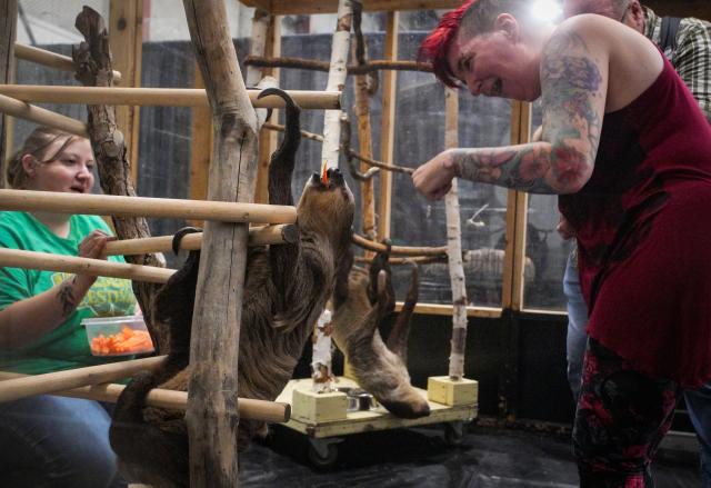 (250712) -- ABBOTSFORD, July 12, 2025 (Xinhua) -- A woman feeds a sloth a carrot during the Wildlife Festival in Abbotsford, British Columbia, Canada, July 11, 2025. The three-day event kicked off Friday, showcasing exotic species from around the world. (Photo by Liang Sen/Xinhua)