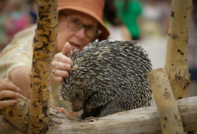 (250712) -- ABBOTSFORD, July 12, 2025 (Xinhua) -- A woman touches a prehensile-tailed porcupine during the Wildlife Festival in Abbotsford, British Columbia, Canada, July 11, 2025. The three-day event kicked off Friday, showcasing exotic species from around the world. (Photo by Liang Sen/Xinhua)