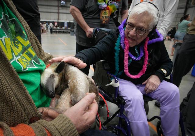 (250712) -- ABBOTSFORD, July 12, 2025 (Xinhua) -- A senior touches a resting anteater during the Wildlife Festival in Abbotsford, British Columbia, Canada, July 11, 2025. The three-day event kicked off Friday, showcasing exotic species from around the world. (Photo by Liang Sen/Xinhua)