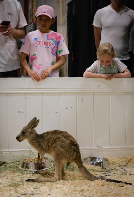 (250712) -- ABBOTSFORD, July 12, 2025 (Xinhua) -- Children take a look at a wallaby during the Wildlife Festival in Abbotsford, British Columbia, Canada, July 11, 2025. The three-day event kicked off Friday, showcasing exotic species from around the world. (Photo by Liang Sen/Xinhua)