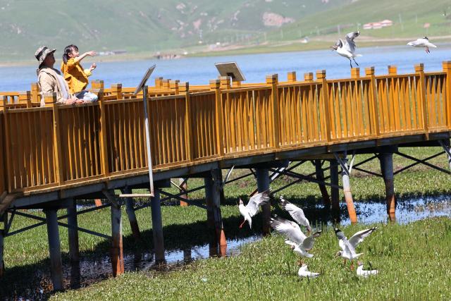 (250712) -- LUQU, July 12, 2025 (Xinhua) -- Tourists watch brown-headed gulls at the Gahai wetland in Luqu County of the Tibetan Autonomous Prefecture of Gannan, northwest China's Gansu Province, July 11, 2025. Brown-headed gulls at the Gahai wetland attracted many tourists in summer. (Xinhua/Ma Ning)