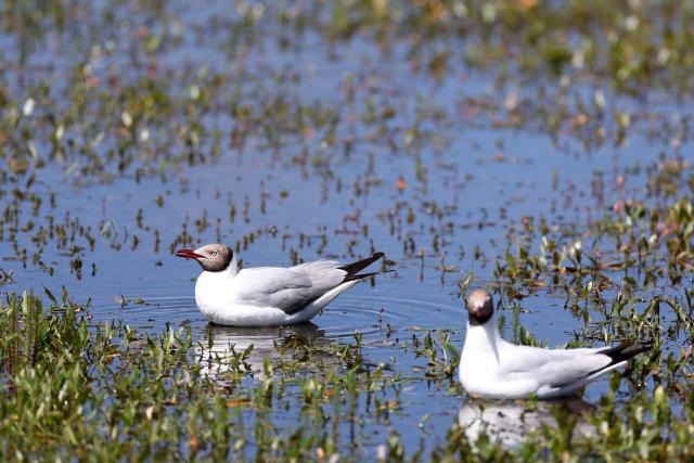 (250712) -- LUQU, July 12, 2025 (Xinhua) -- Two brown-headed gulls rest at the Gahai wetland in Luqu County of the Tibetan Autonomous Prefecture of Gannan, northwest China's Gansu Province, July 11, 2025. Brown-headed gulls at the Gahai wetland attracted many tourists in summer. (Xinhua/Yu Lan)