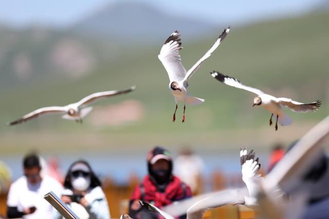 (250712) -- LUQU, July 12, 2025 (Xinhua) -- Brown-headed gulls fly over the Gahai wetland in Luqu County of the Tibetan Autonomous Prefecture of Gannan, northwest China's Gansu Province, July 11, 2025. Brown-headed gulls at the Gahai wetland attracted many tourists in summer. (Xinhua/Yu Lan)