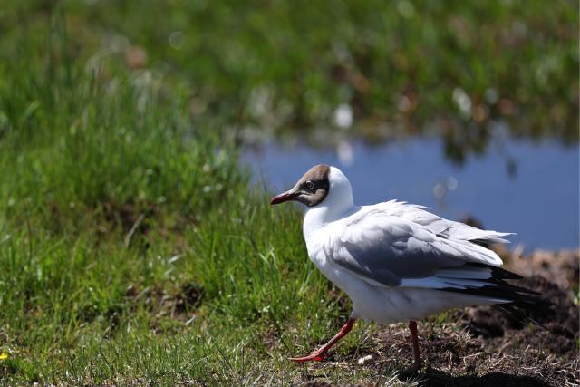 (250712) -- LUQU, July 12, 2025 (Xinhua) -- A brown-headed gull rests at the Gahai wetland in Luqu County of the Tibetan Autonomous Prefecture of Gannan, northwest China's Gansu Province, July 11, 2025. Brown-headed gulls at the Gahai wetland attracted many tourists in summer. (Xinhua/Yu Lan)